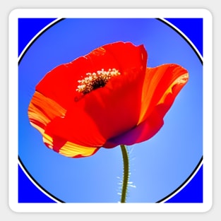 Circular Framed Digital Red Poppy Flower (MD23Mrl0017) Sticker